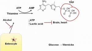Vitamin B1.mp4