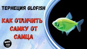 Как отличить самку от самца у Тернеции Глофиш (GloFish).mp4