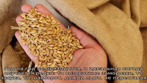 Какова урожайность пшеницы с 1 га и от чего она зависит