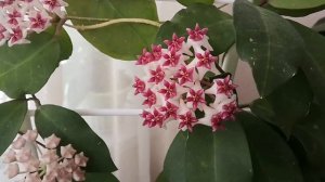 Цветёт хойя Patricia (Патриция) ? Как я притеняю хойи на окне.