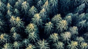 Tony Anderson. Your Scars are Lights