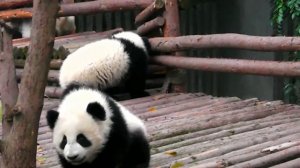 Маленькие Панды.