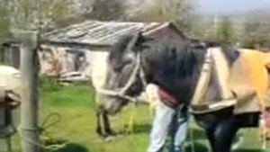 Грузовые сёдла для лошадей
