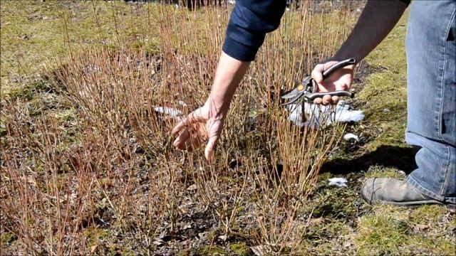 Salix purpurea pruning смотреть онлайн