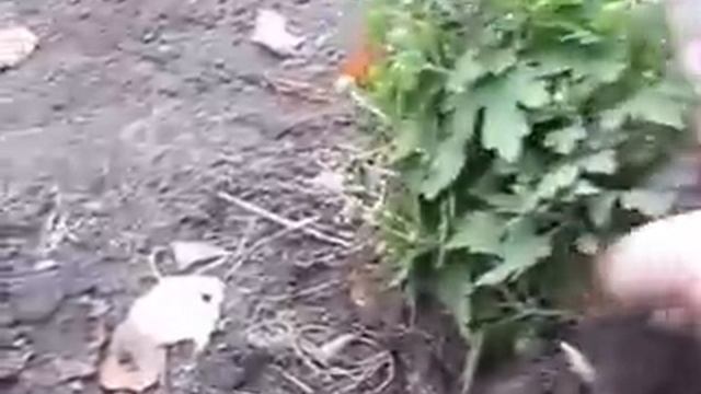 Хранение хризантем смотреть онлайн