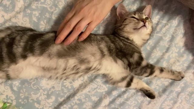 Счастливая кошечка Боня Бонита