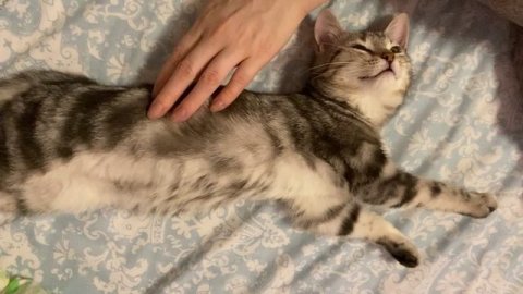 Счастливая кошечка Боня Бонита