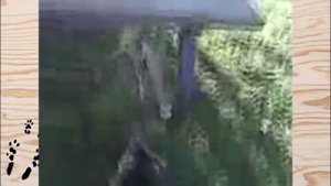 Почему НЕ ВЫВОДЯТ ГУЛЯТЬ НА УЛИЦУ ШИНШИЛЛ!!!