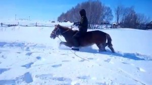 Ребята вышла новая рубрика в нашем канале . Обучаем молодых лошадей.1 часть 🐎🐴