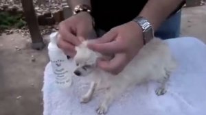 Pure Paws Grooming - Груминг Чихуахуа (длинношерстного)