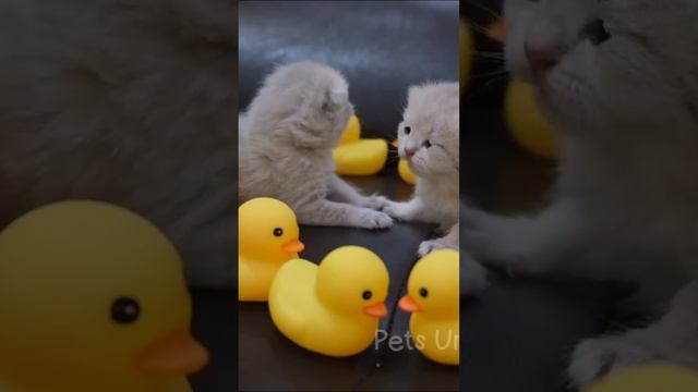 Ставь ЛАЙК если любишь котиков 💔😂 смотреть онлайн