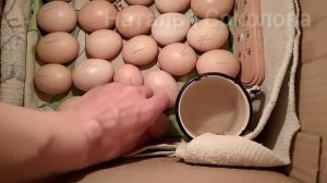 ИНКУБАТОР ИЗ КОРОБКИ/Подробная ИНСТРУКЦИЯ, как инкубировать ЯЙЦА в картонной коробке/ВЫЛУП ЦЫПЛЯТ