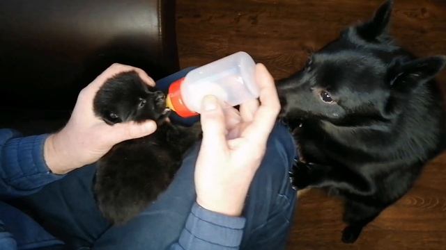 Кормление щенков шипперке молочной смесью смотреть онлайн