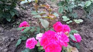 Роза самаритан,луиза де марияк,травиата,гортензия полярный медведь на штамбе....