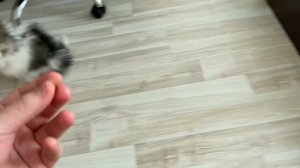 3 БАЗОВЫЕ КОМАНДЫ ДЛЯ ЩЕНКА: ПРАКТИКА #дрессировка #воспитание #послушание #какнаучитьсобаку