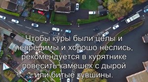 Приметы Курица, народные приметы