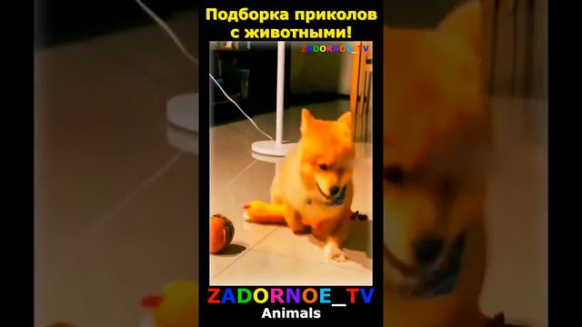 Подборка приколов про животных №91 смотреть онлайн