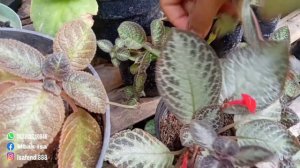 MEMBUAT EPISCIA MENJADI BUNGA GANTUNG YANG INDAH