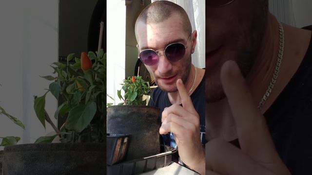 Чем отличаются органические от минеральных удобрений