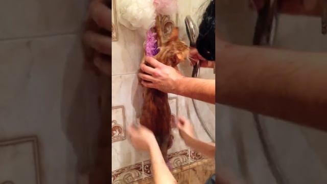 Купаем мейн-куна Лекса смотреть онлайн