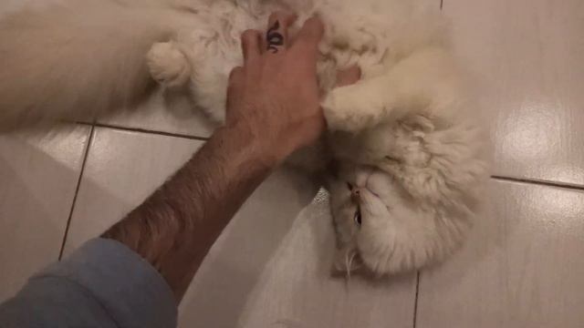 The Most Adorable Kittens