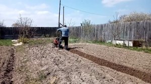 Хопер 900 mq. Посадка картофеля под плуг.