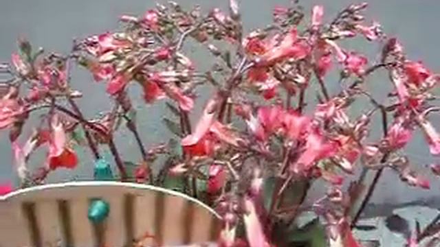 Kalanchoe Patio Bells смотреть онлайн