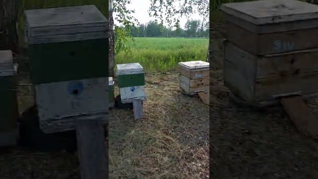 10.06. пасека 2022 на эспарцете смотреть онлайн