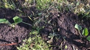 Эксперимент с кошачьим наполнителем!