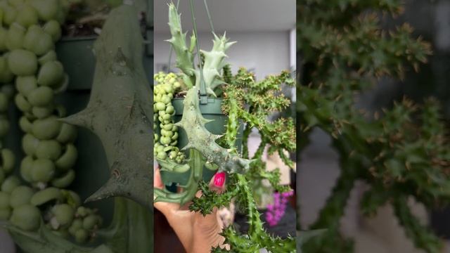 Orbea semitubiflora, Huernia zebrina & dischidia dragon jade