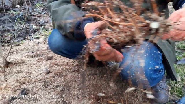 Как вырастить клоновый подвой смотреть онлайн