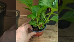 Как нарастить мощный куст ГОРТЕНЗИИ  за месяц