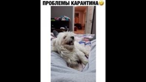 ПРИКОЛ - проблемы карантина