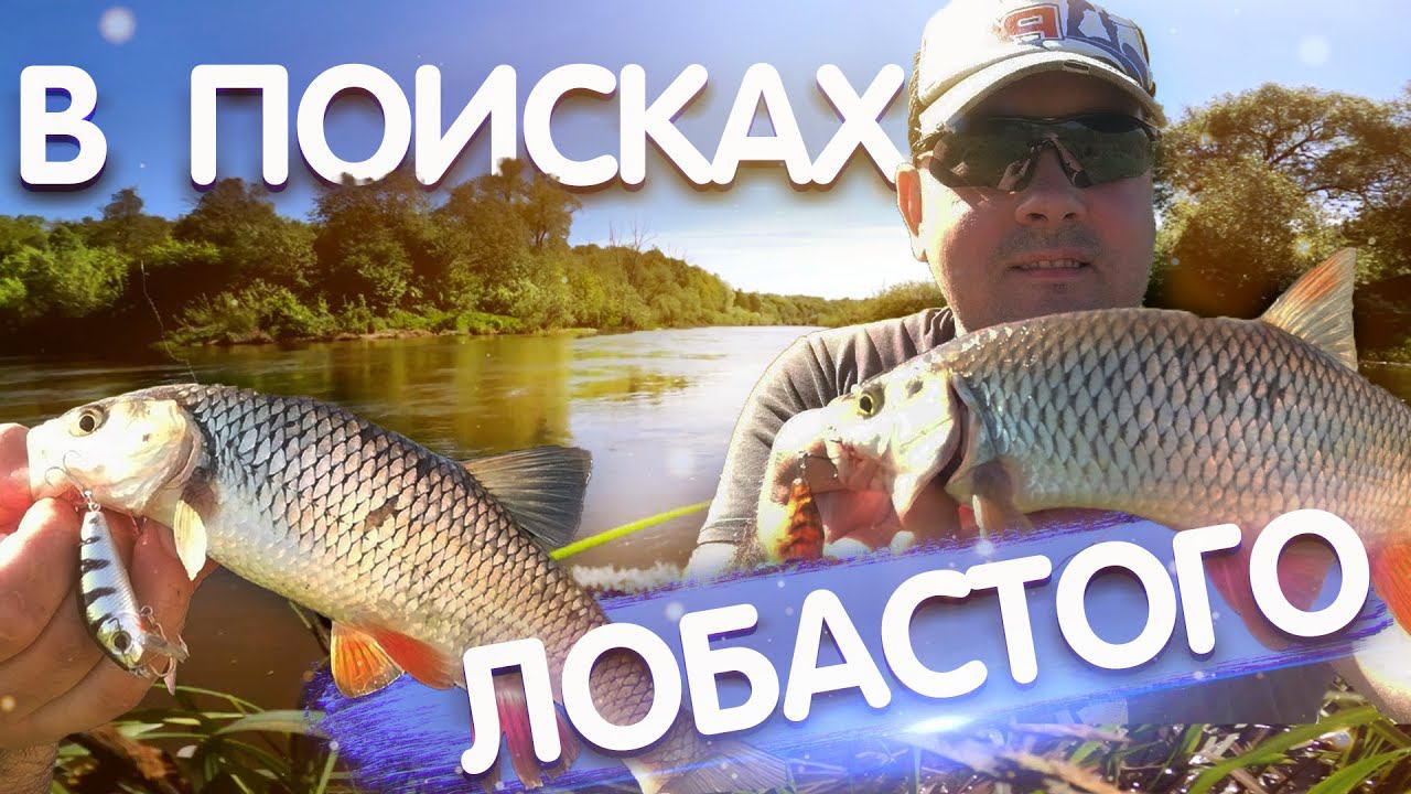 Голавль на воблер весной. Рыбалка на голавля в мае. Ловля голавля на спиннинг 2021