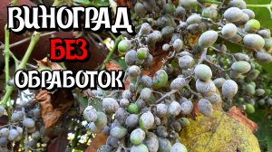 Состояние винограда БЕЗ ОБРАБОТОК.