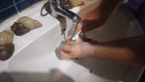 Купание улиток ахатин. Уход за их ракушкой!!!