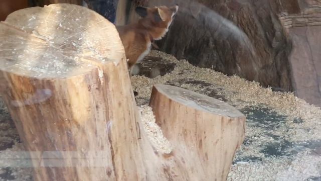 Ленинградский ЗООПАРК смотреть онлайн