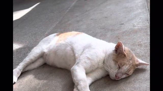 Отдых на Пхукете начало апреля 2023 пляж “Най Харн” смотреть онлайн