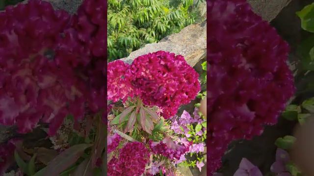 amaranthus senior bloom