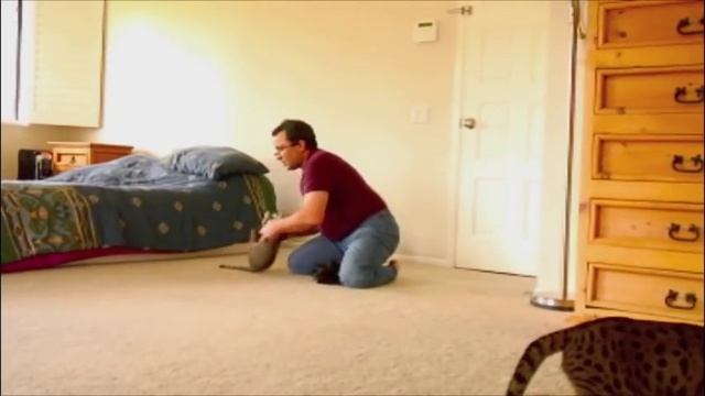 F1, F2, F3 and F7 SpottedLove Savannahs смотреть онлайн