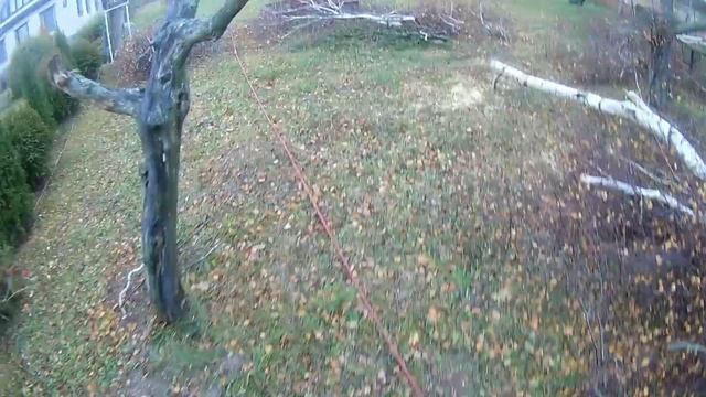 The branch fell on the wires // Берёза возле ЛЭП // Спил дерева // Арбористика