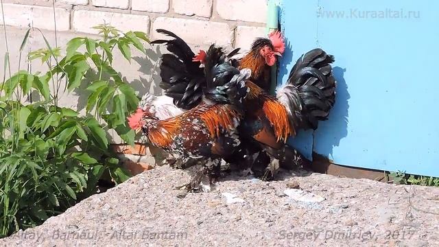 Алтайская Бентамка, Петухи, Roosters, Barnaul Altai Bantam 2017 June