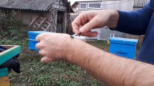Пчелиный яд для снятия боли. Не повторять, опасно!!! Требуется консультация специалиста.