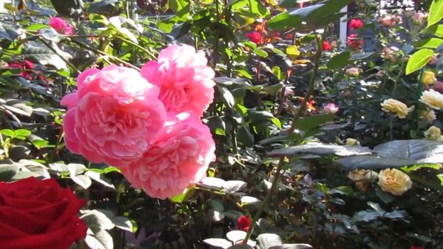Мой Розовый Сад 2023г. Цветение розочек в моём саду в 30 Сентября... смотреть онлайн