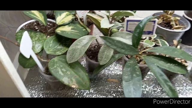 #хойи разрастаются, будем делить и резать