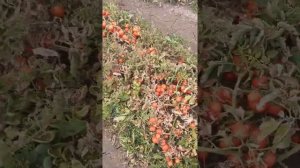 Руфус F1 від Esasem. Томат прямим посівом. Томат під фрегатом.