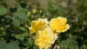 К чему снятся розы - красные, белые, розовые, а может черные во сне? Трактовка сновидения
