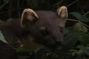 Среда обитания лесной куницы.mp4