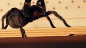 Краткое описание Граммостола пульхра (Grammostola Pulchra)