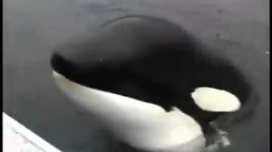 касатка играет с человеком